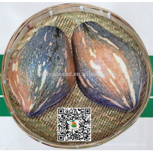 PU15 Xiangyu gran sabor superior híbrido semillas de calabaza dulce para plantar